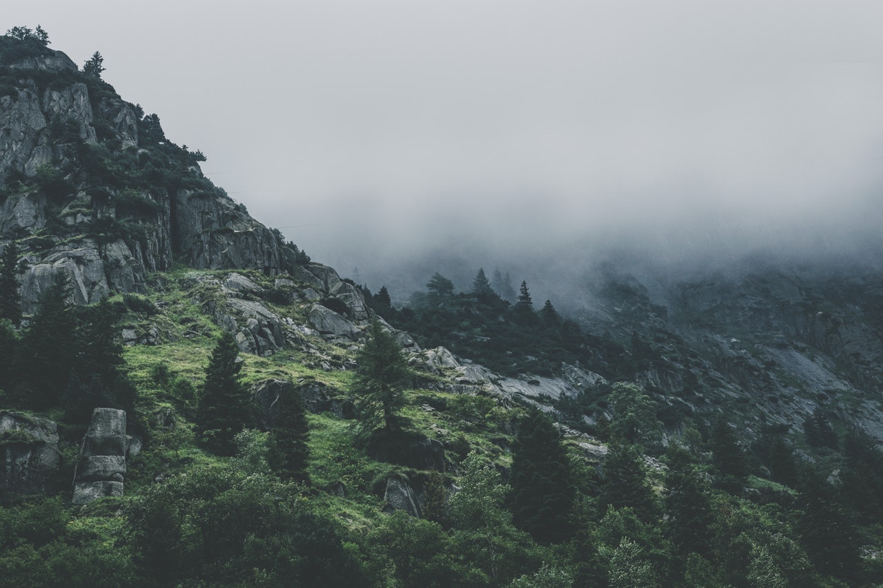 green-leafed-trees-during-fog-time-167684.jpg